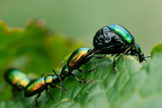 Beetle