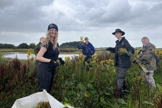 Ragwort pulling at Lunt Meadows