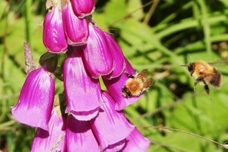 Carder bees on foxglove by Dave Steel