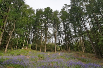 Woodland clearing filled with bluebells