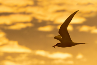 A common tern flies with a fish in its mouth