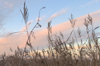 common reeds with a pale blue sky and pink clouds