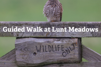 A kestrel sits above a wooden sign saying 'wildlife only'