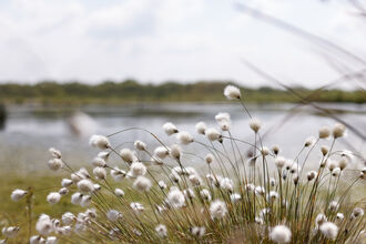 Fluffy hare's tail cotton grass on Little Woolden Moss
