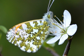 Orange Tip