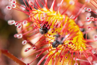 Three flies caught in a round-leaved sundew.