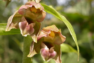 Broad-leaved helleborine by Philip Precey