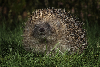 The Hedgehog