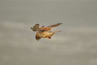 Kestrel