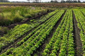 Lettuce crop at the Rindle wetter farming trial