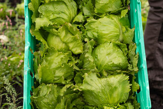 A tray of lettuce that was harvested on the Rindle wetter farming trial field.