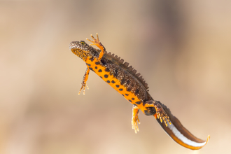 Great crested newt in water