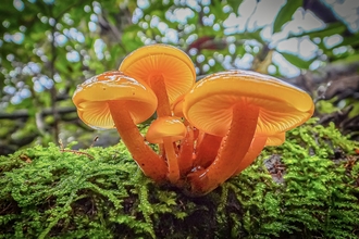 the future is bright, the future is orange