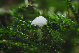 Fungi - Dewdrop Bonnet