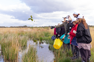 Throwing clumps of sphagnum moss into pools of water on Little Woolden Moss