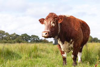 Cow at Lunt Meadows Nature Reserve