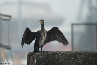A cormorant spreading it's impressive wings at Heysham outfalls
