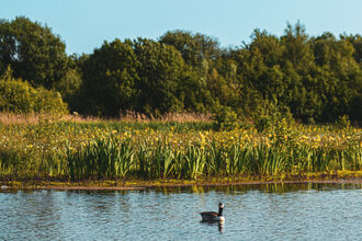 Canada geese on the water at Meadow Lake