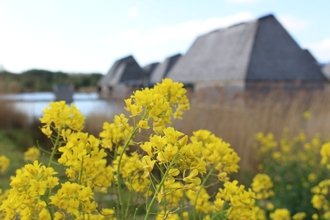 Yellow flowers blooming with Brockholes visitor village in the background
