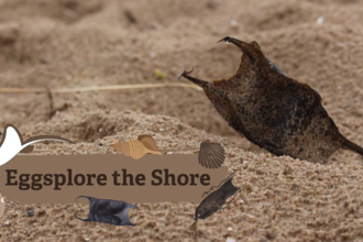 Eggsplore the Shore