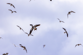 Birds in the sky over Lunt Meadows. Photo by Alex Critchley