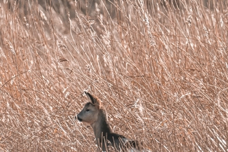 Roe Deer in the grass at Lunt Meadows reserve. Credit Richard Plimley