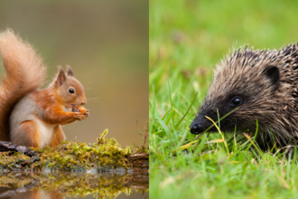 red squirrel eating a nut on a log on the left and a hedgehog in the grass on the right