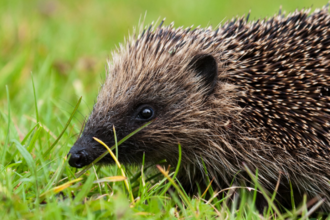 hedgehog on grass