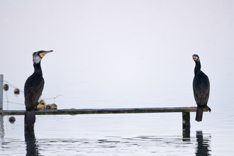 Cormorants at Seaforth
