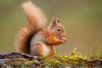 close up of a red squirrel eating a nut on a log