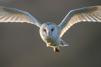 Barn owl with outspread wings. Credit Steve Liptrot