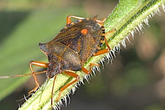 Shield Bug