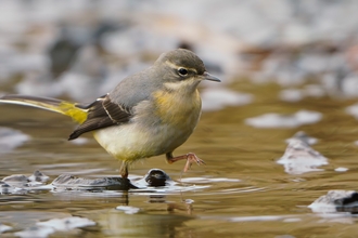 Grey wagtail pan