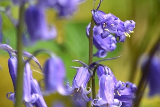 Brockholes bluebells Credit Laura Cronin