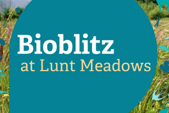 text says bioblitz at lunt meadows on a background of grass
