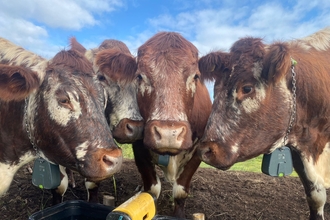 A group of our conservation grazing cattle