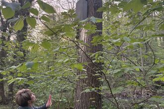 Lorna Bennett looking up a tree into a bat box, checking for signs of roosting