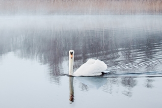 Swan at Brockholes