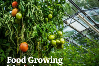 Tomato plant at the greenhouses with details of food growing event