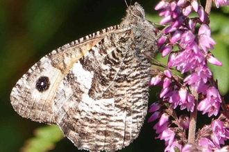 Grayling