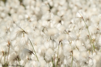 Cotton grass by Janet Packham