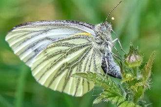 Green veined butterfly by Michaela