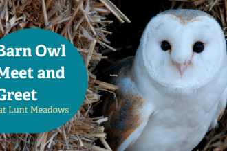 a blue speech bubble says barn owl meet and greet at lunt meadows with a photo of a barn owl looking out of hay