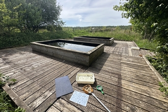 Pond dipping equipment next to two raised ponds