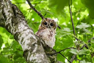 Tawney Owlet, Cutacre 