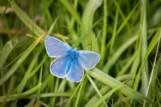 Common Blue