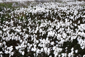 Cottongrass on Cadishead Moss by Dave Steel