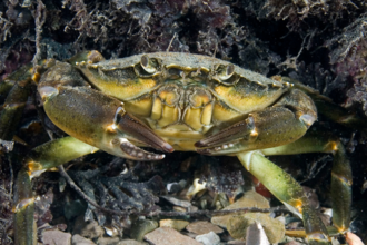 Common Shore Crab (C) Paul Naylor