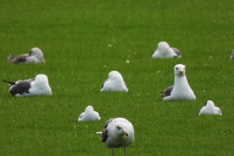 Lesser black-backed gulls by Dave Steel