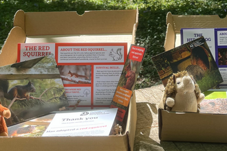 Red squirrel and hedgehog adopt a species packs with a woodland background